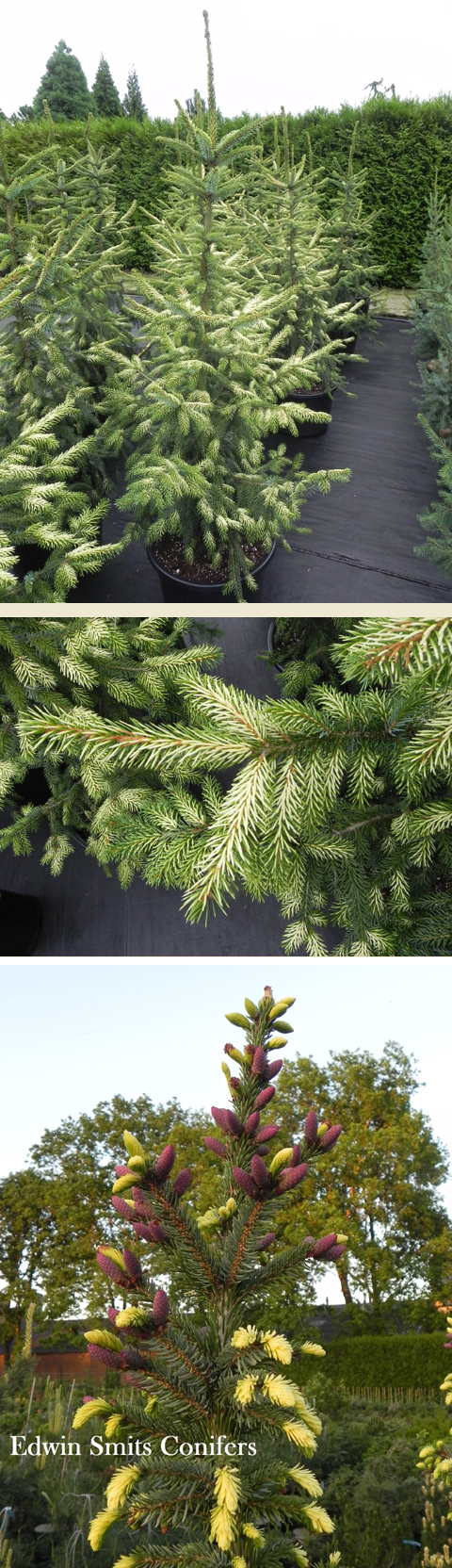 Picea omorika 'Filip’s Spring Sensation'